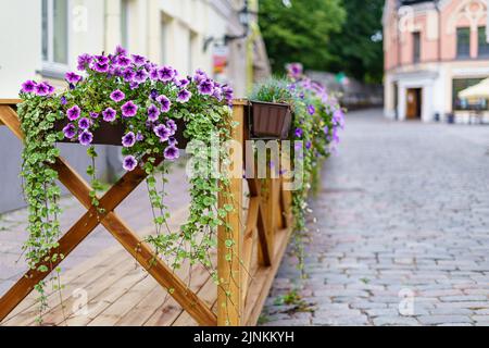 Fleurs suspendues sur une clôture en bois dans la ville. Banque D'Images