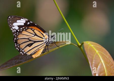Un papillon tigre commun (Danaus genutia) debout sur une feuille Banque D'Images