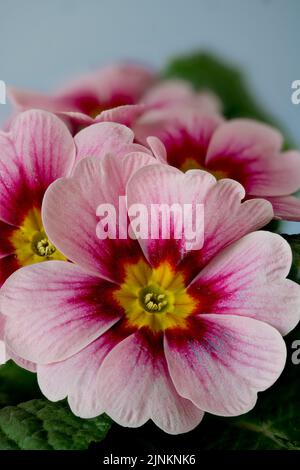rouge, primrose, rouge, primroses Banque D'Images