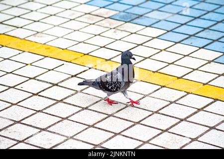 Un pigeon marchant au sol. Vue arrière de la colombe de roche tachetée, du pigeon de roche ou du pigeon commun à l'aspect amusant Banque D'Images