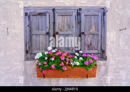 Fenêtres en bois bleu avec pots de fleurs multicolores dans un style rétro. Banque D'Images