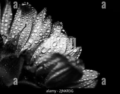 fleur noire et blanche avec gouttes de pluie sur pétale Banque D'Images
