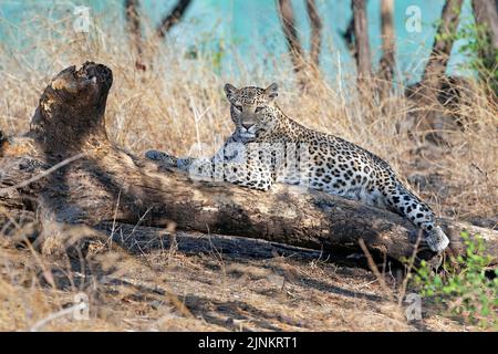 L'image du léopard indien (Panthera pardus fusca) a été prise dans le parc national du RIF, à Gujarat, en Inde Banque D'Images