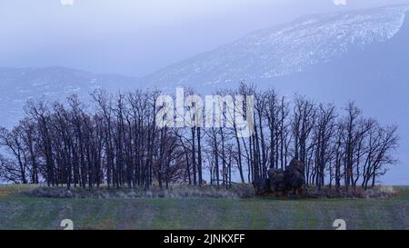 Paysage d'hiver avec brouillard et arbres sans feuilles en silhouette. Banque D'Images