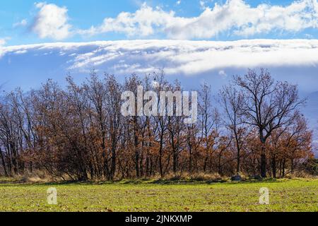 Paysage vert vallonné avec arbres sans feuilles et hautes montagnes enneigées. Banque D'Images
