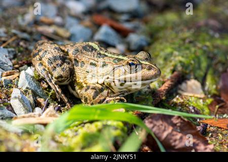 Macro photo nature amphibie lac grenouille assis sur le rivage, attrapant des mouches. La texture de la grenouille fond la grenouille sur la surface de l'eau Banque D'Images