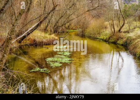 Cours d'eau avec des reflets d'arbres dans le paysage d'automne. Banque D'Images