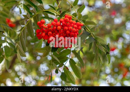 Baies de rowan rouges sur une branche d'arbre avec des feuilles vertes dans la nature. Sorbus aucuparia. Gros plan sur les fruits Ashberry. Banque D'Images