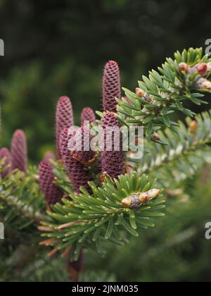 cône de pin, picea abies, cônes de pin Banque D'Images