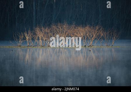 Une île presque submergée avec une ligne de petits arbres se reflète sur un étang encore un matin d'hiver froid pendant que deux canards nagent. Banque D'Images