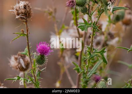 La belle fleur pourpre de chardon rampant connue sous le nom de mauvaises herbes dans le jardin, en Allemagne Banque D'Images