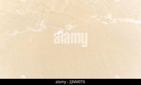 Coquille blanche sur le sable près de la mer, la vague est floue Banque D'Images