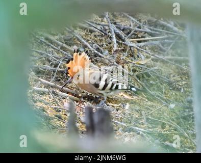 Hoopoe eurasien - éppes d'Upupa dans la Hongrie rurale Banque D'Images