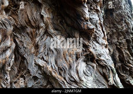 Mill Valley, Californie, États-Unis. 5th août 2022. La base d'un arbre de séquoias dans les bois de Muir, protégée par le gouvernement fédéral comme monument national depuis 1908, 5 août 2022 en Californie. (Image de crédit : © Bryan Smith/ZUMA Press Wire) Banque D'Images