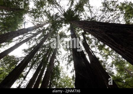 Mill Valley, Californie, États-Unis. 5th août 2022. Couvert de séquoias à Muir Woods, protégé par le gouvernement fédéral en tant que monument national depuis 1908, 5 août 2022 en Californie. (Image de crédit : © Bryan Smith/ZUMA Press Wire) Banque D'Images