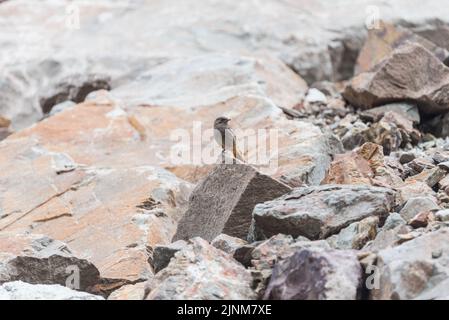 Redstart noire femelle (Phoenicurus ochruros) Banque D'Images