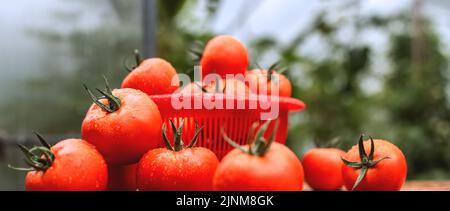 Tomates fraîches juteuses recouvertes de gouttes d'eau sur une table en bois Banque D'Images
