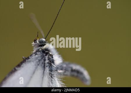 Gros plan du grand papillon blanc (Pieris brassicae), Kilkenny, Irlande Banque D'Images