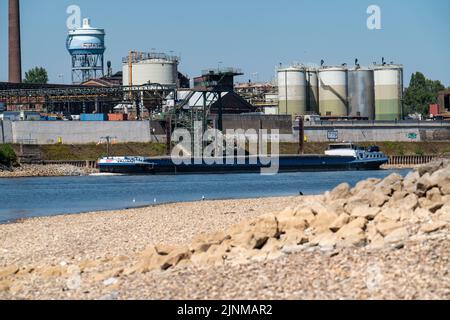 Rhin près de Duisburg, eau extrêmement basse, niveau du Rhin à 168 cm, tendance à la baisse, après la longue sécheresse la rive droite du Rhin, près de Duisburg-N Banque D'Images