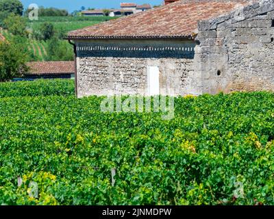 Paysage viticole près de Saint Emilion région Bordeaux France Banque D'Images