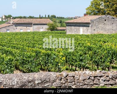 Paysage viticole près de Saint Emilion région Bordeaux France Banque D'Images