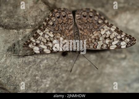 Un buttefly gris de Cracker reposant sur un rocher. Banque D'Images