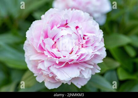 Fleur de pivoine rose clair gros plan Banque D'Images