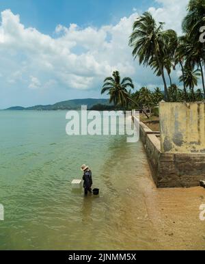 ÎLE DE KOH SAMUI, THAÏLANDE. 26 mars 2016; vie locale sur l'île de Samui. Femme pêcheur collectant des moules. Banque D'Images