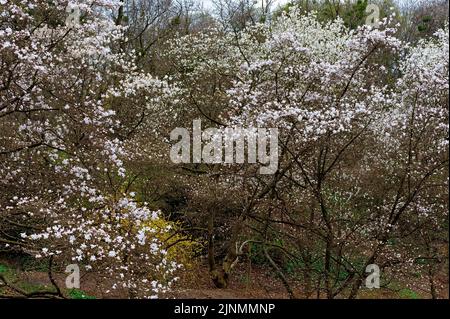 Le magnolia blanc fleuit des arbres dans un parc au début du printemps Banque D'Images
