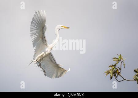 Rookery de la ferme des alligators de Saint Augustine, Saint Augustine, Floride Banque D'Images