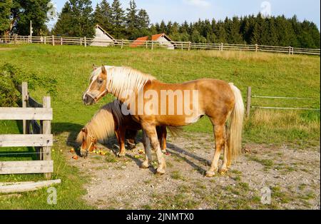 Une belle jument palomino et deux poneys mignons mangeant des pommes sur la prairie alpine à Steingaden, Allgau, Bavière, Allemagne Banque D'Images