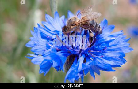 Une abeille sur une fleur de maïs bleue gros plan Banque D'Images