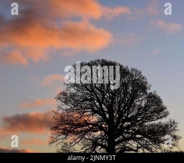 Arbre d'hiver et ciel 15.12.21 Banque D'Images