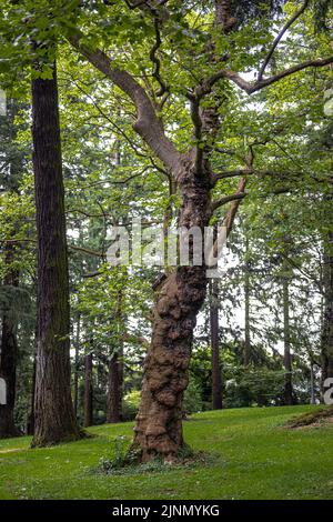 Parc Laurelhurst à Portland, Oregon Banque D'Images