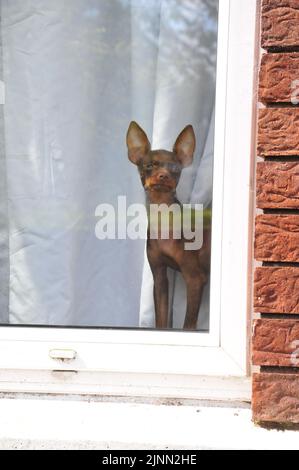 Chien sur la fenêtre intérieure Banque D'Images