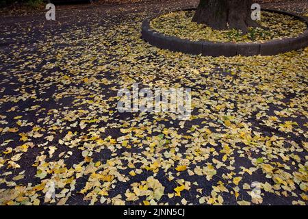 Le ginko laisse la couleur de l'automne sur la chaussée Ueno Park Tokyo Japon Banque D'Images