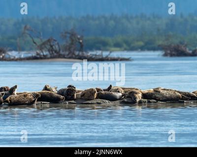 Le phoque commun Phoca vitulina, a été transporté à l'embouchure de la rivière Stikine dans le sud-est de l'Alaska, aux États-Unis Banque D'Images