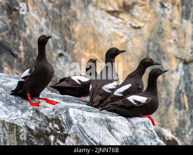 Pigeon Guillemot, Cepphus columba, exposition sur un rocher aux pieds rouges et à la bouche à Tracy Arm, dans le sud-est de l'Alaska Banque D'Images