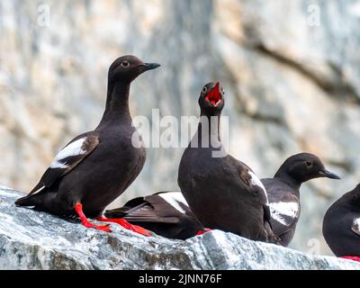 Pigeon Guillemot, Cepphus columba, exposition sur un rocher aux pieds rouges et à la bouche à Tracy Arm, dans le sud-est de l'Alaska Banque D'Images