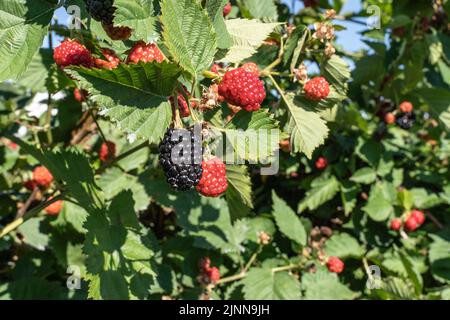Les mûres mûrissent sur une brousse dans un verger local dans la campagne de Pennsylvanie Banque D'Images