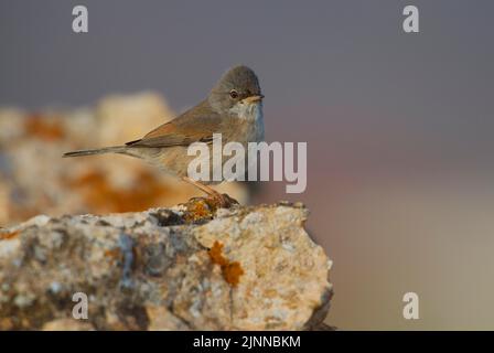 Paruline à fatons (Sylvia osbrillata), femme, Fuerteventura, Espagne Banque D'Images