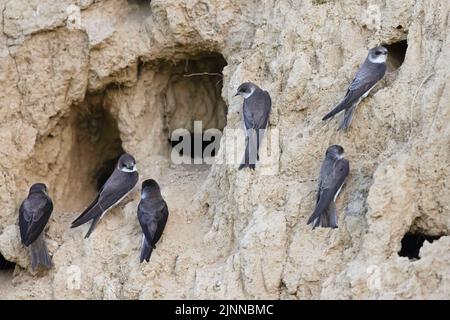 Sand martin (Riparia riparia) aux terriers d'une colonie de reproduction, Réserve de biosphère du delta du Danube, Roumanie Banque D'Images