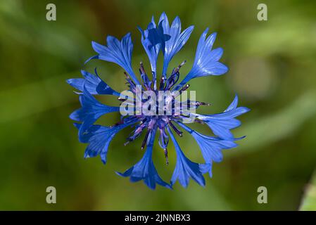 Fleur d'une fleur de maïs (Centaurea cyanus), gros plan, Bavière, Allemagne Banque D'Images