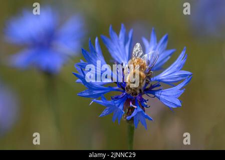 Abeille (APIS) sur une fleur de maïs (Centaurea cyanus), Bavière, Allemagne Banque D'Images