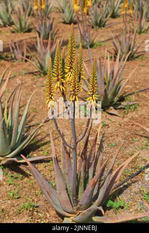 Aloe vera en inflorescence dans la nature Banque D'Images