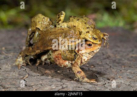 Crapauds communs (Bufo bufo), souche de plusieurs mâles crapauds communs et d'une femelle, migration des crapauds, Thuringe, Allemagne Banque D'Images