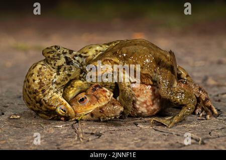 Crapauds communs (Bufo bufo), souche de plusieurs mâles crapauds communs et d'une femelle, migration des crapauds, Thuringe, Allemagne Banque D'Images