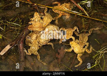 Crapauds communs (Bufo bufo), souche de plusieurs mâles crapauds communs et d'une femelle, migration des crapauds, Thuringe, Allemagne Banque D'Images