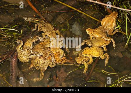 Crapauds communs (Bufo bufo), souche de plusieurs mâles crapauds communs et d'une femelle, migration des crapauds, Thuringe, Allemagne Banque D'Images