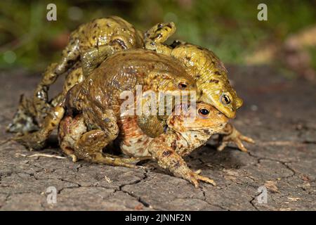 Crapauds communs (Bufo bufo), souche de plusieurs mâles crapauds communs et d'une femelle, migration des crapauds, Thuringe, Allemagne Banque D'Images